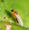 Drapetis ephippiata